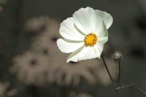 single flower against dark background