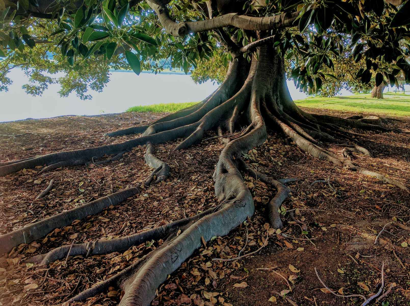 gray trunk green leaf tree beside body of water