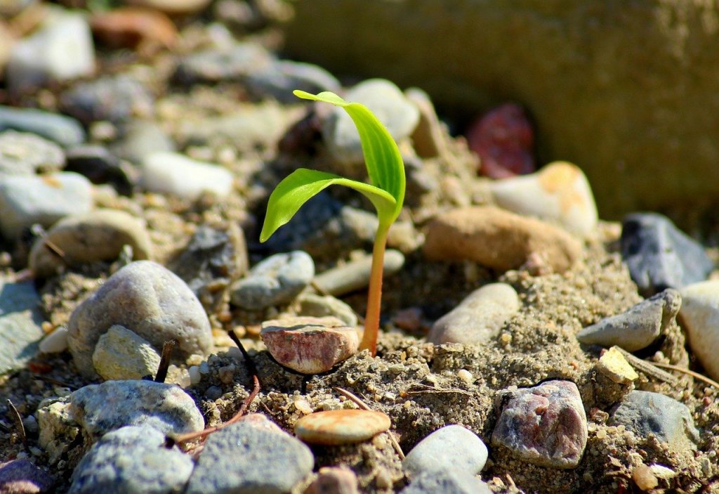 plant growth among rocks