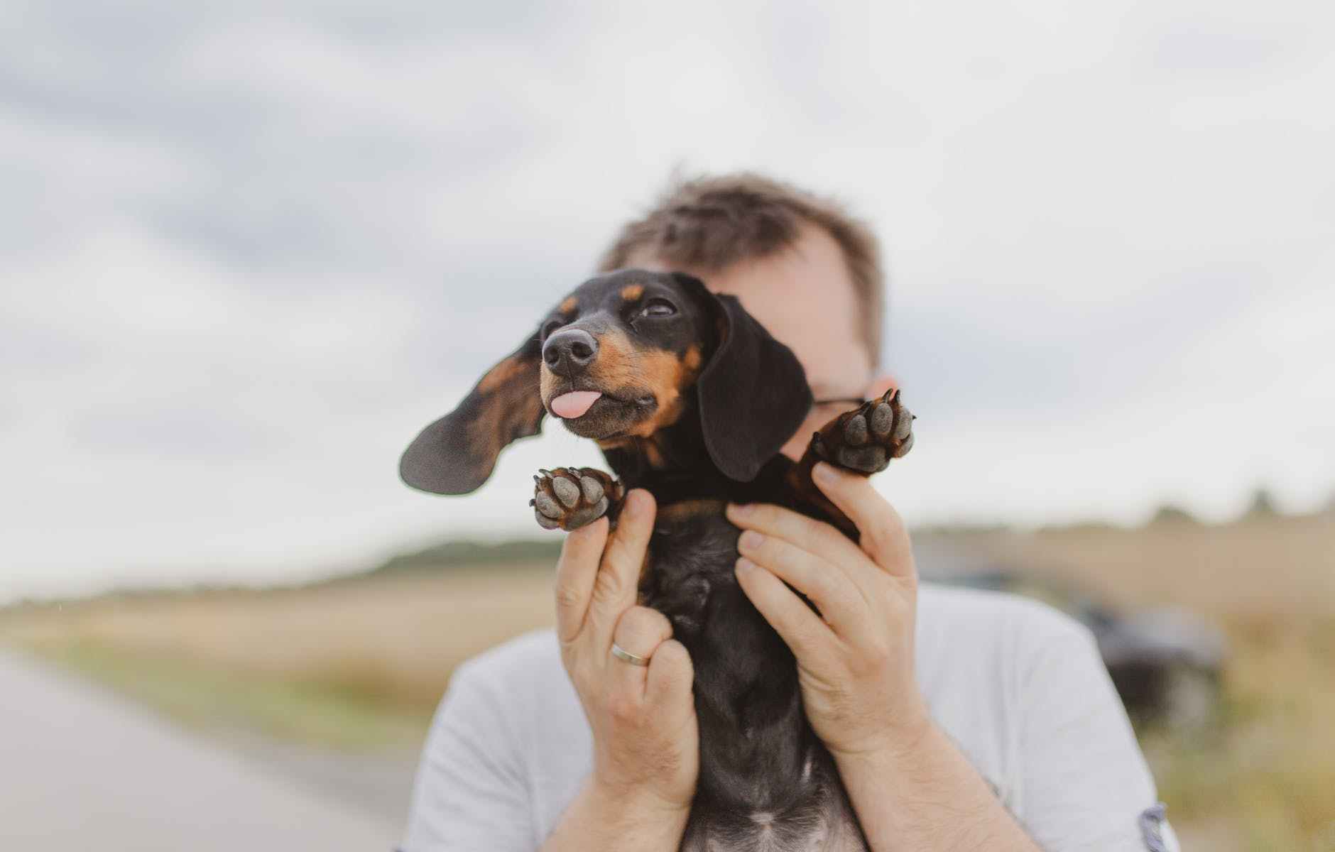 adorable dachshund dog with tongue out in hands of anonymous owner
